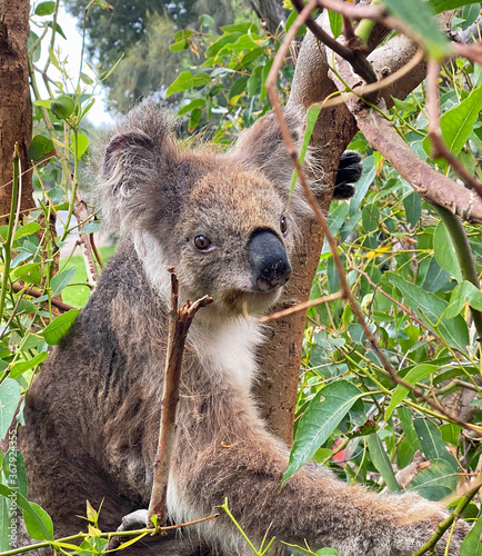 Koala between branches - Kennett River, Victoria, Australia
