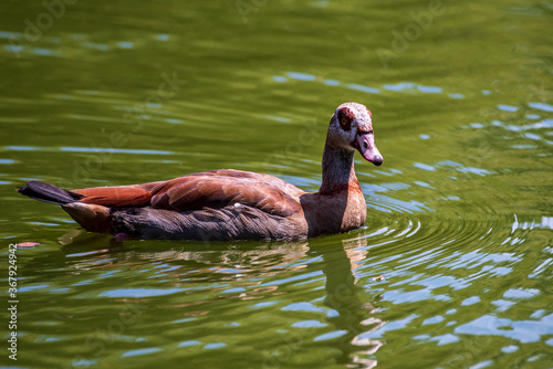 Schwimmvogel photo