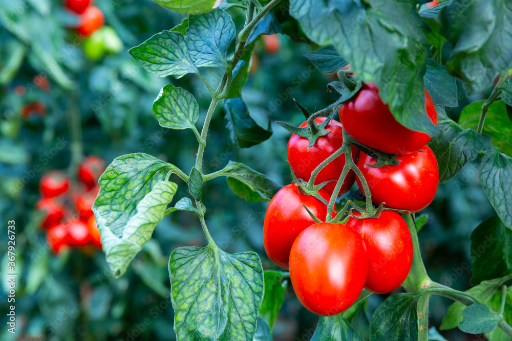 Φωτογραφία Closeup of cluster of ripe red plum tomatoes in green foliage on bush
