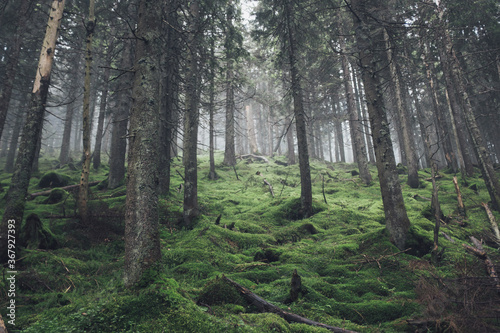 Beautiful green coniferous forest in summer