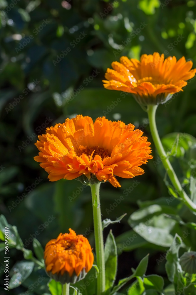 double flowers of the medicinal herb calendula in their natural habitat at dawn double flowers of the medicinal herb calendula in their natural habitat at dawn