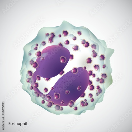 eosinophil photo
