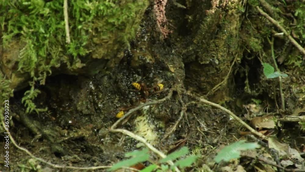 Huge hornets picking up tree resin together with small black ants. European hornet, Vespa crabro, closeup. Huge hornets picking up tree resin together with small black ants. European hornet, Vespa crabro, closeup.