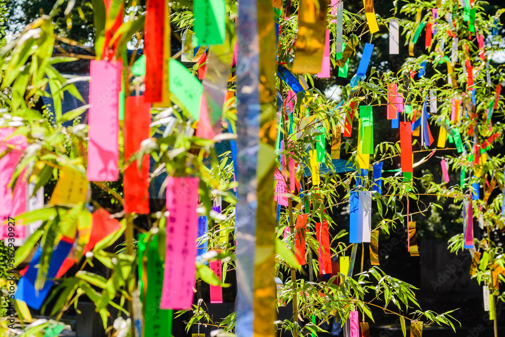 Fototapeta premium 日本の夏 七夕祭り