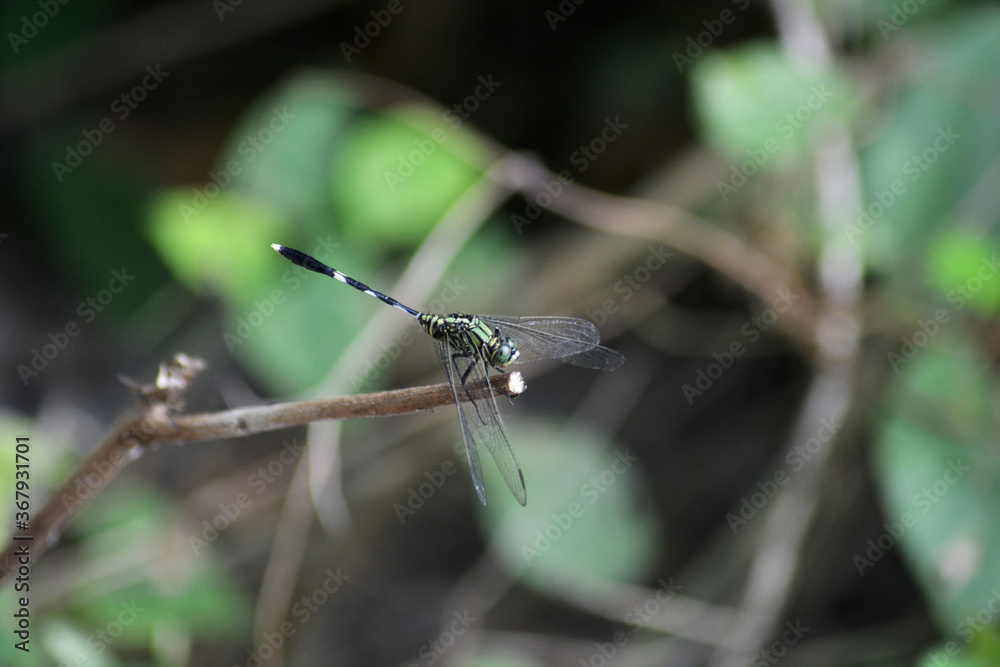 dragonfly on a branch dragonfly on a branch