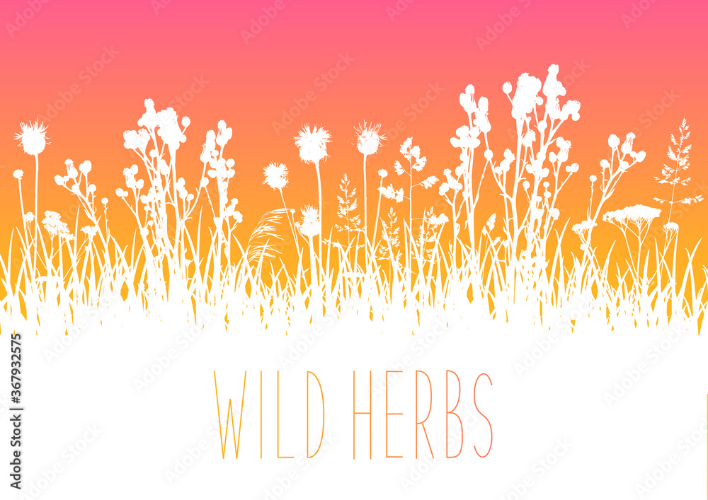 Wild herbs white silhouettes border - vector background for natural summer design