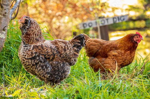 Two free range hens in the backyard in autumn