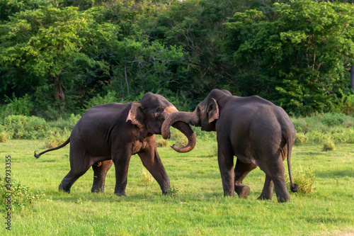Elephants of Minneriya National Park in Sri Lanka photo