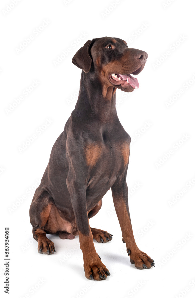 Obraz premium doberman pinscher in studio