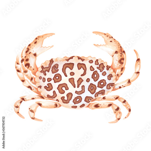 Watercolor illustration of calico spotted crab. Hand drawn. Isolated on white