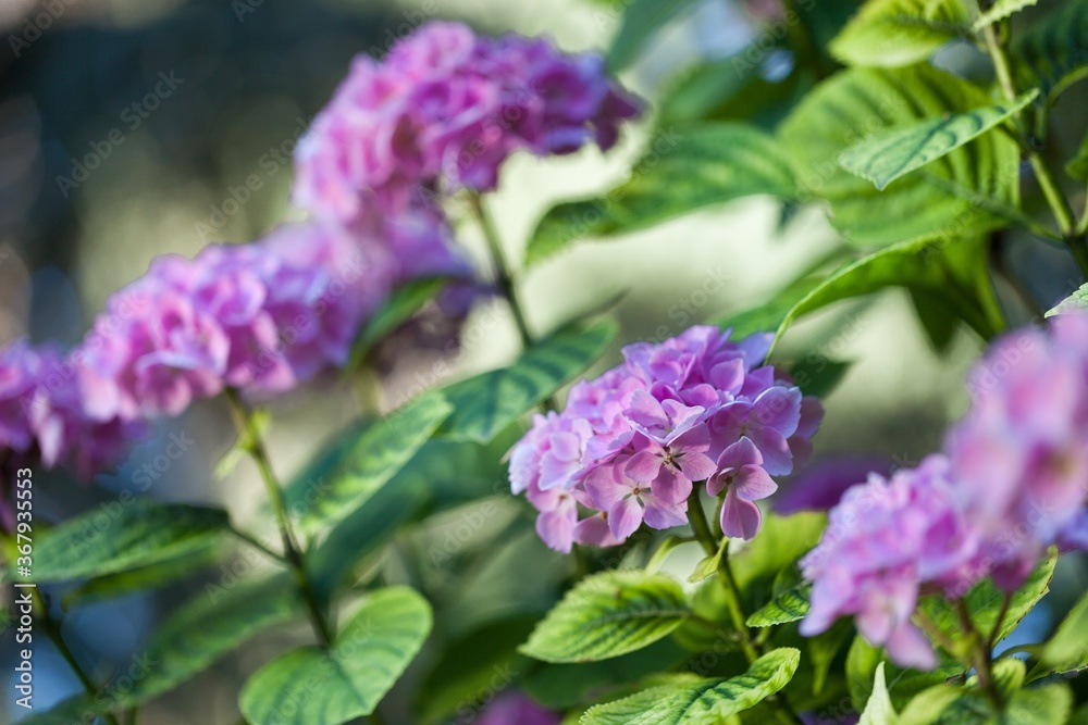 Geranium. Geranium.