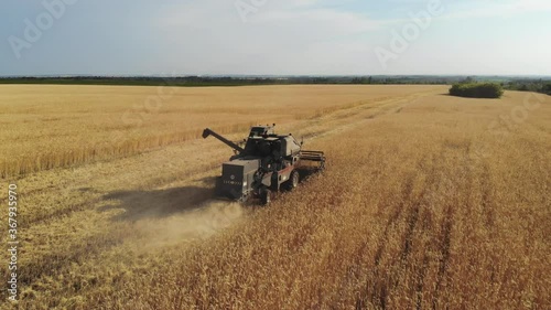 Harvester machine to harvest wheat field working. Combine harvester agriculture machine harvesting golden ripe wheat field. Agriculture