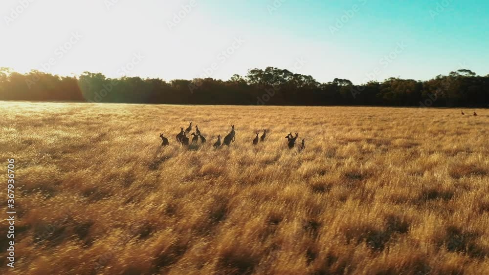 Aerial view around Kangaroos Macropus rufus grazing on a field, during golden hour, in West Australia -  orbit, drone shot