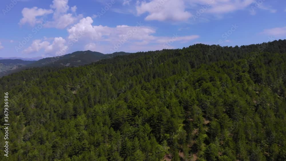 Forest texture with green pine trees on high mountains under beautiful cloudy sky on a summer day Forest texture with green pine trees on high mountains under beautiful cloudy sky on a summer day
