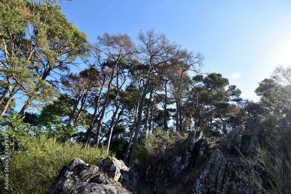 Kappleifelsen bei Laufersweiler Kappleifelsen bei Laufersweiler