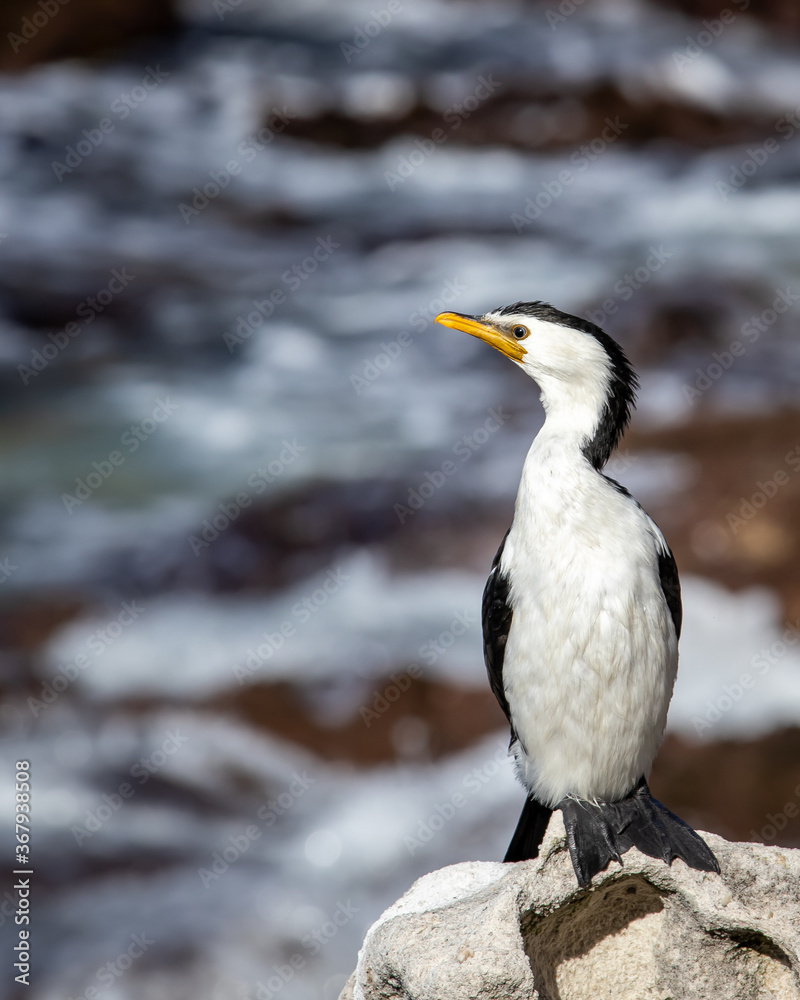 Obraz premium Sea Bird on a Coastal Rock