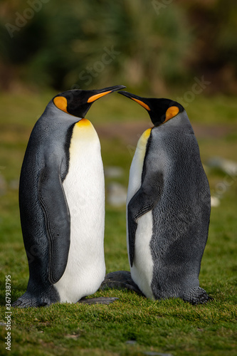 King Penguins  Fortuna Bay  South Georgia