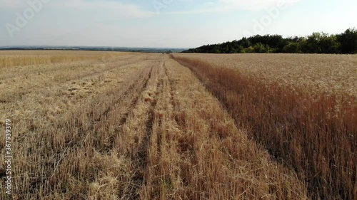Wheat field. Half of the field has already been cleared, half not yet. Aerial view