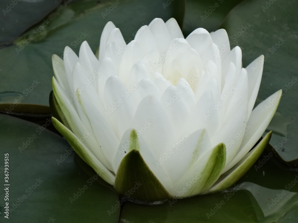 Close Up Of Lotus Flower In The Pond Nelumbo Nucifera Also Known As Indian Lotus Sacred