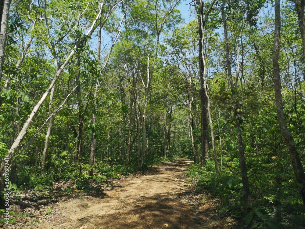 Forest path for forest bathing activities. Forest path for forest bathing activities.