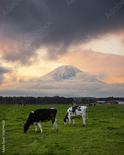 cows on a hill with the background of Mt Fuji