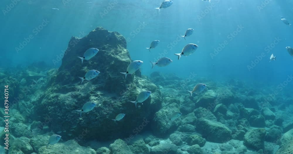 underwater scenery of mediterranean rocks and reef deep blue clean water ocean scenery some fish around underwater scenery of mediterranean rocks and reef deep blue clean water ocean scenery some fish around