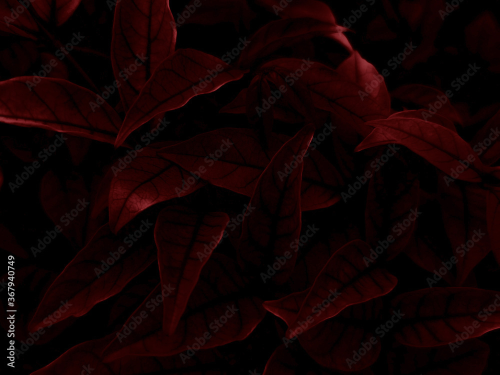 Beautiful abstract color pink and red rose flowers on dark background and light black flower frame and red leaves texture, red background, red banner happy valentine Beautiful abstract color pink and red rose flowers on dark background and light black flower frame and red leaves texture, red background, red banner happy valentine