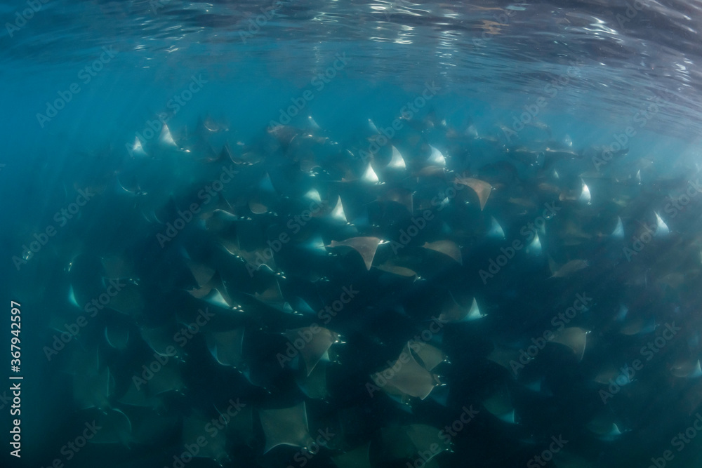 Fototapeta premium Large school of mobula rays, mobula munkiana, during the annual migration period for these animals, Sea of Cortez, Baja California, Mexico.