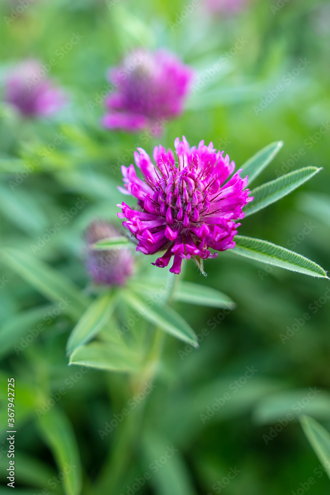 Beautiful purple flower grows in the park. Beautiful purple flower grows in the park.