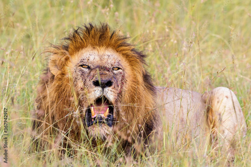 Fototapeta premium Male lion lying in the grass and roar