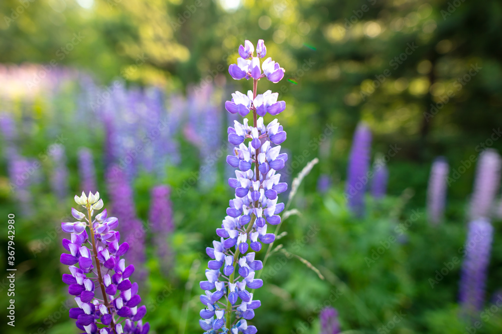 Fototapeta premium Beautiful purple flower grows in the park.
