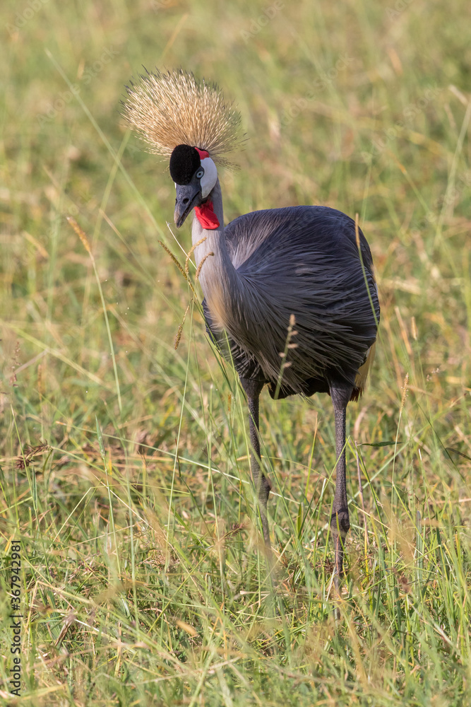 Fototapeta premium Grey Crowned Crane walking in the grass of the savannah and watching