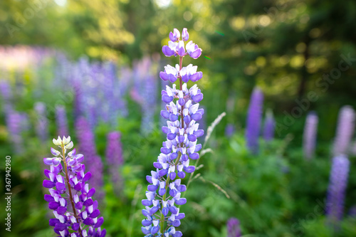 Beautiful purple flower grows in the park.