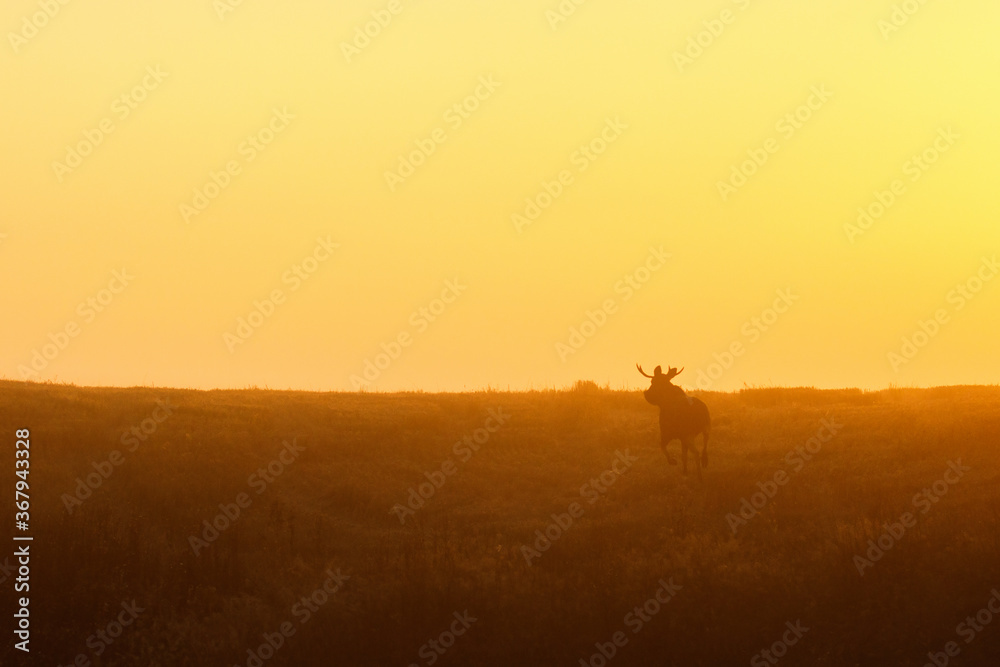 Fototapeta premium Moose running in a meadow at sunrise