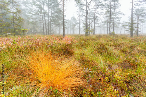 Close up of grass turf with fall colors on a bog