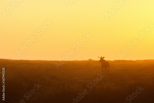 Moose running in a meadow at sunrise