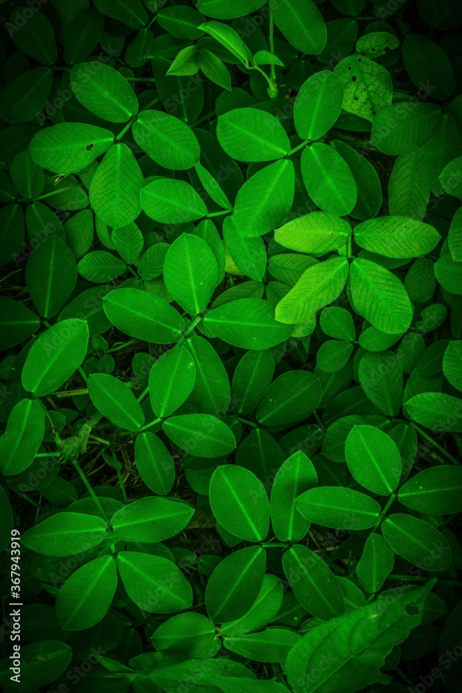 green leaves background green leaves background