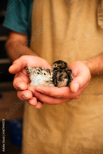 The male hands of the farmer are holding in their hands the little chickens of a hunting pheasant. Agriculture, poultry, pheasant, poultry farm.