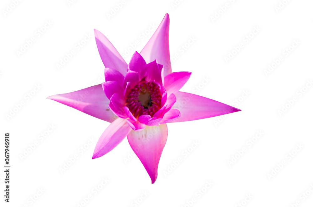 Lotus flower isolated on white backgrouds. Lotus flower isolated on white backgrouds.