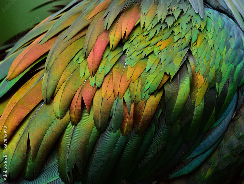 Obraz premium exotic velvet gold, copper, yelow to green bird feathers in beautiful texture and background
