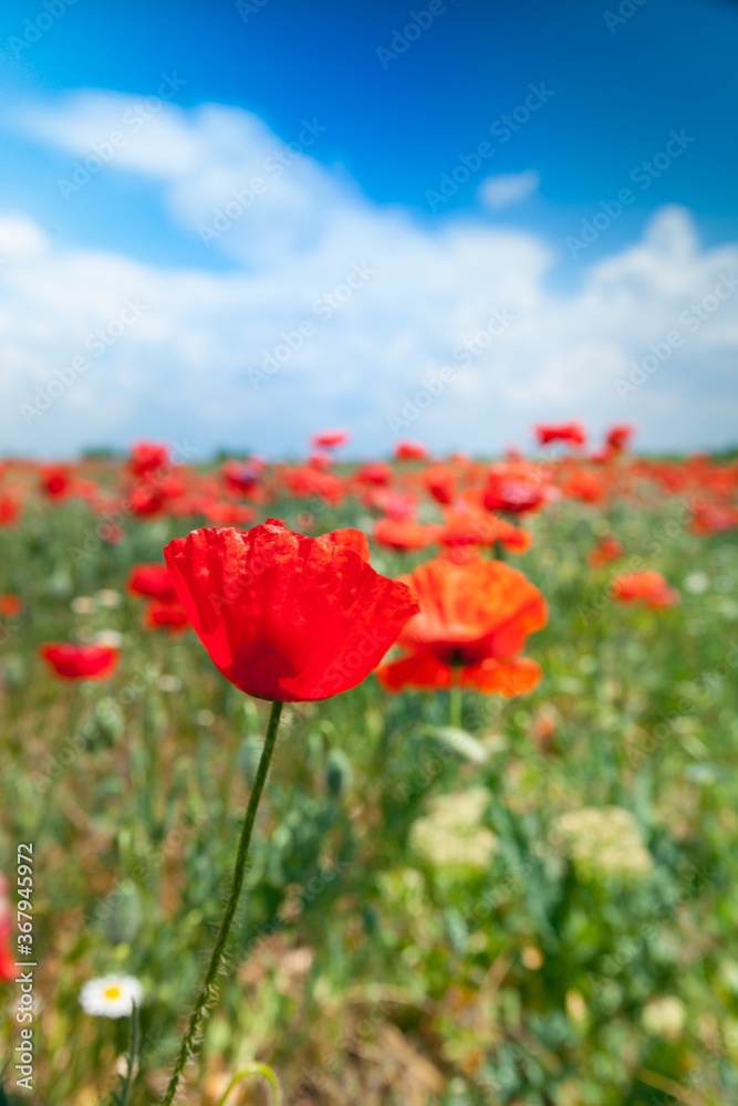 Obraz premium Red poppy flowers in a field