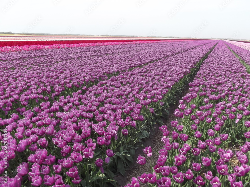 Tulpenfelder in der Provinz Nordholland, Niederlande Fields full of tulips in the province of Northholland, Netherlands
