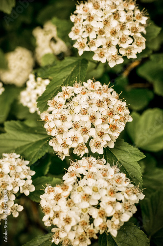 Lots of little white flowers. Background with small flowers.