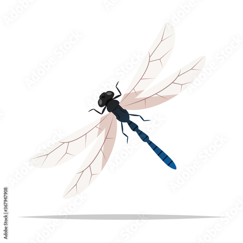Dragonfly insect vector isolated illustration