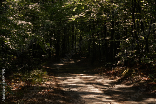 Leśna ścieżka w cieniu