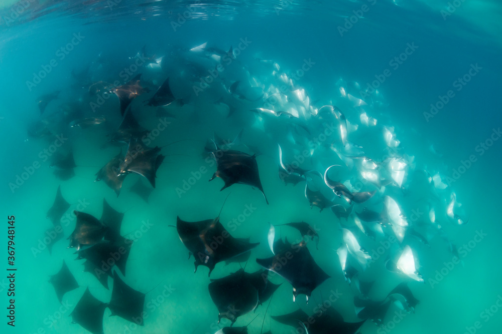 Fototapeta premium Large school of mobula rays, mobula munkiana, during the annual migration period for these animals, Sea of Cortez, Baja California, Mexico.