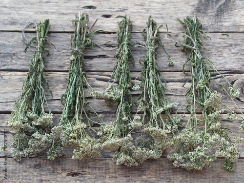 The season for harvesting medicinal herbs.Bunches of medicinal herbs are laid out and dried naturally on a wooden background.