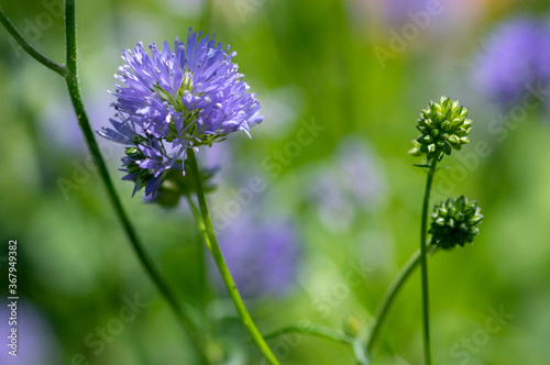 Gilia capitata blue beautiful flowering plant, blue-thimble-flowers in bloom, amazing wildflower photo