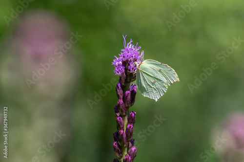 Gonepteryx rhamni butterfly sitting on Liatris spicata deep purple flowering flowers photo