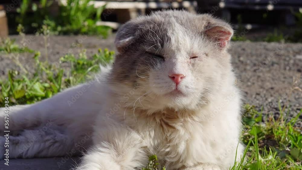 Portrait of a scruffy cat. Satisfied, well-fed, homeless cat on a background of nature. The cat basks in the evening sun. Portrait of a scruffy cat. Satisfied, well-fed, homeless cat on a background of nature. The cat basks in the evening sun.